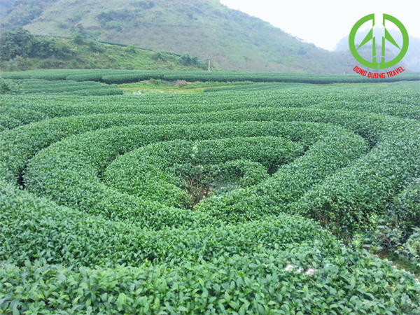 Tour ghép Mộc Châu - Khởi hành hàng tuần